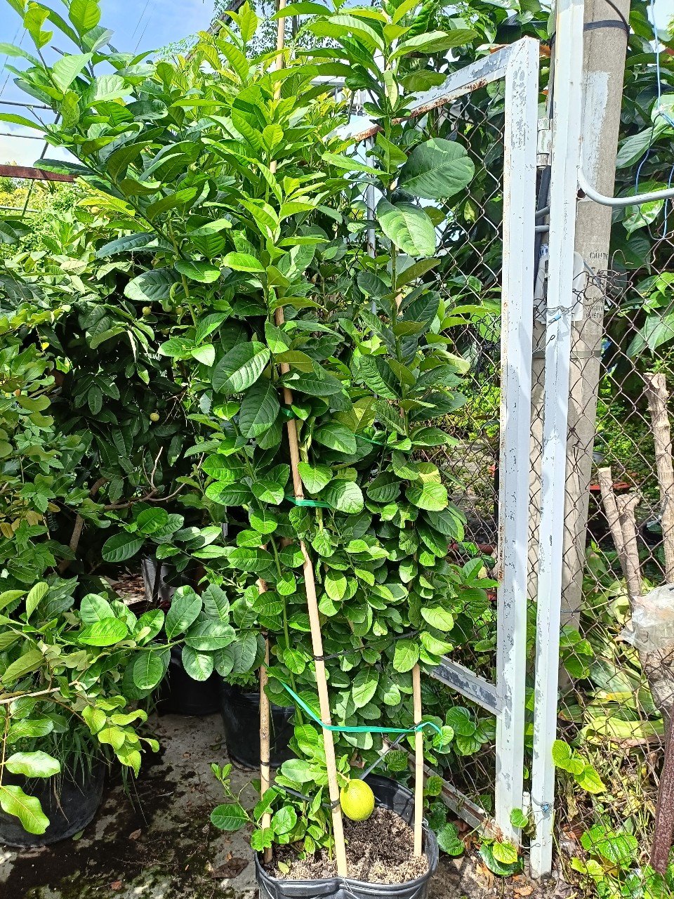 Cây Chanh Mỹ Đang Có Trái Giá Tốt Tại Tphcm