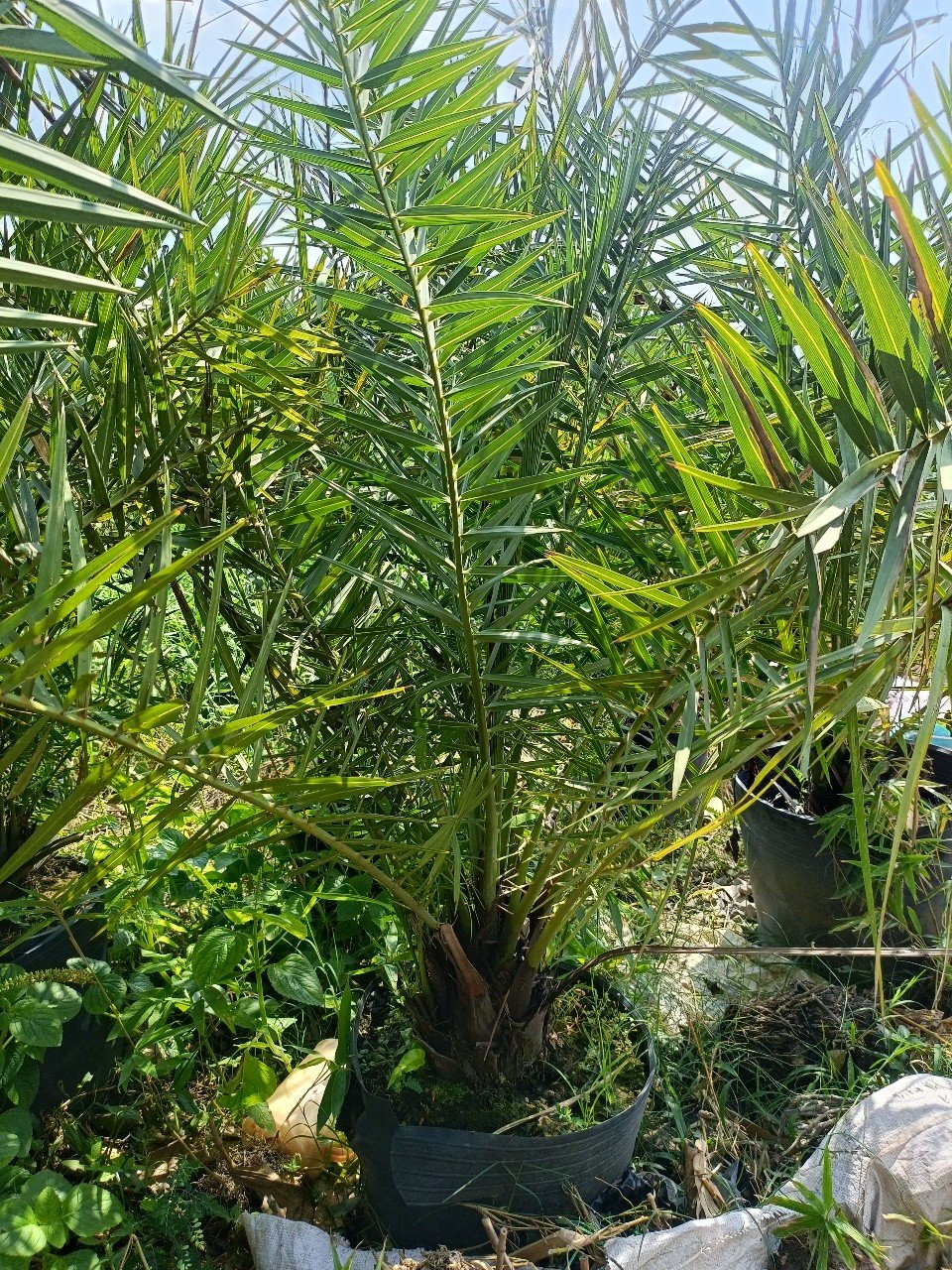 Cây Chà Là Chuẩn Giống Tại Tphcm