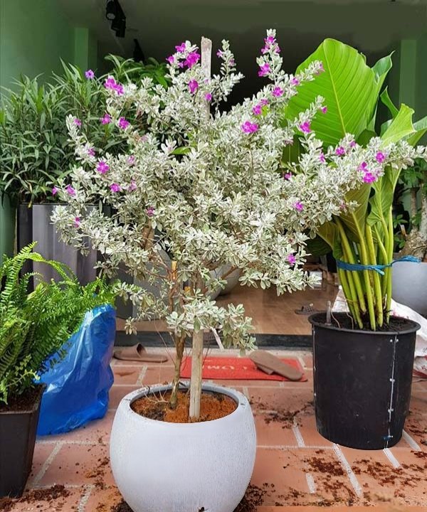 Cây Tuyết Sơn Thoát Thân dáng tree đẹp