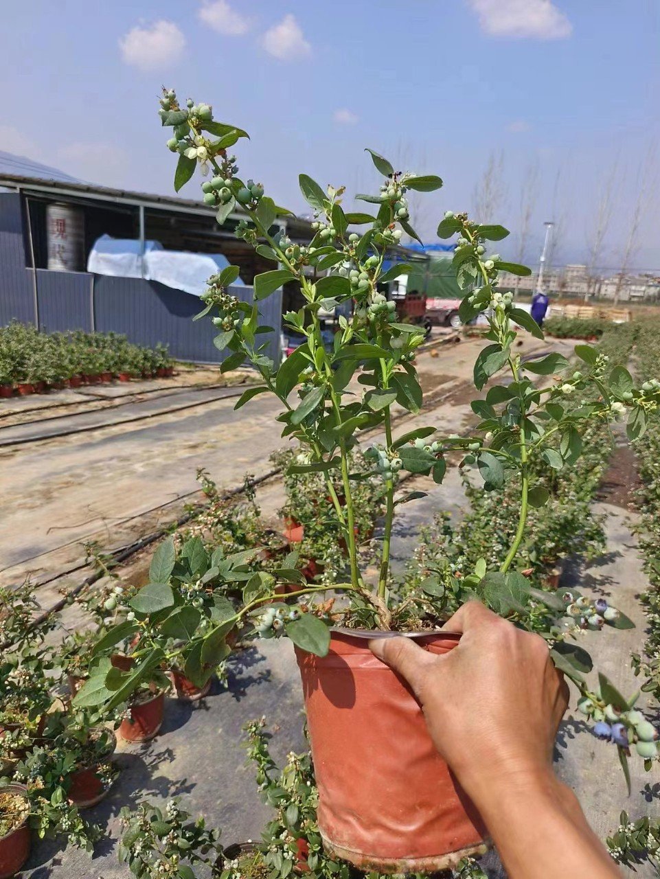 Cây Việt Quất đang có trái tại Tphcm