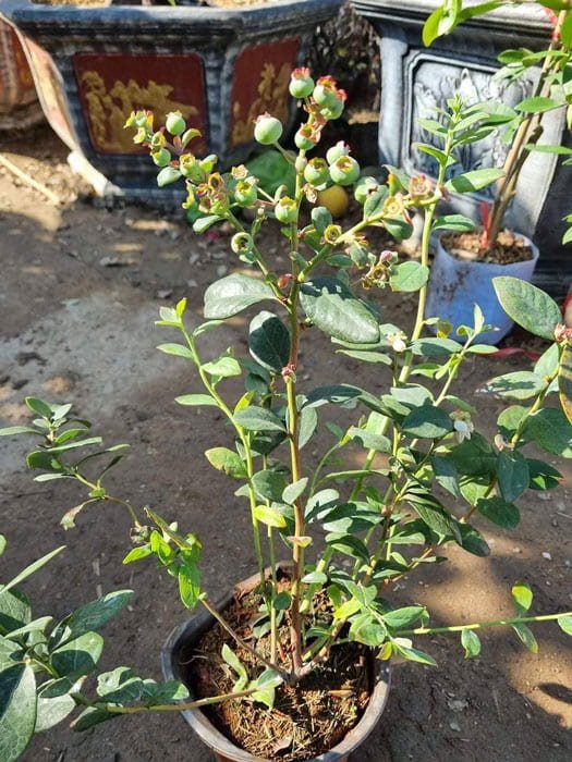 Cây Việt Quất Tứ Quý Trái Quanh Năm Tại Tphcm