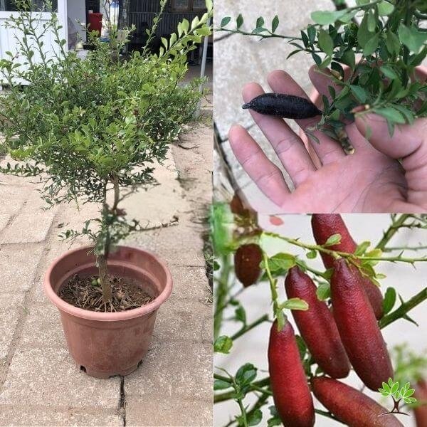 Cây Chanh Ngón Tay Đang Có Trái Tại Tphcm