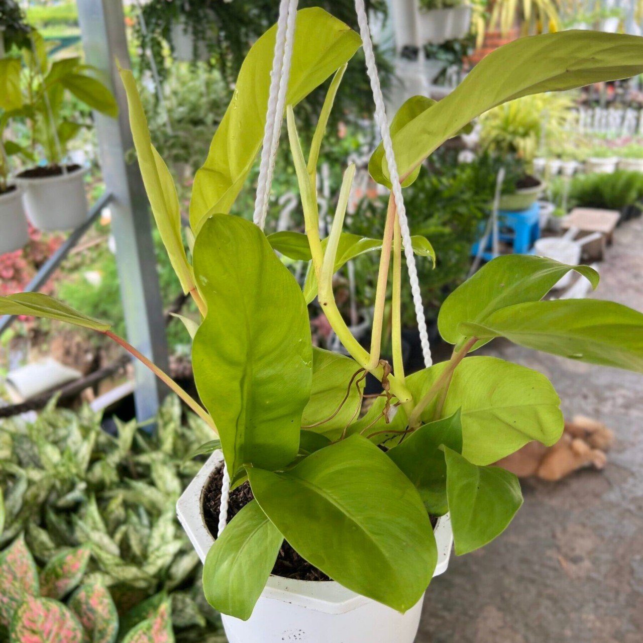 Cây Trầu Bà Tai Thỏ Tại Tphcm
