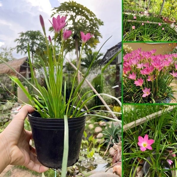 Cây Hẹ Hồng Hay Còn Gọi Là Ngãi Hồng
