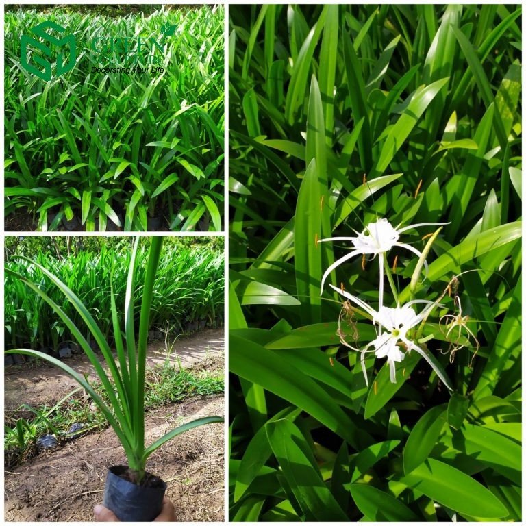 Cây Bạch Trinh Biển Hoa Trắng Tại Tphcm