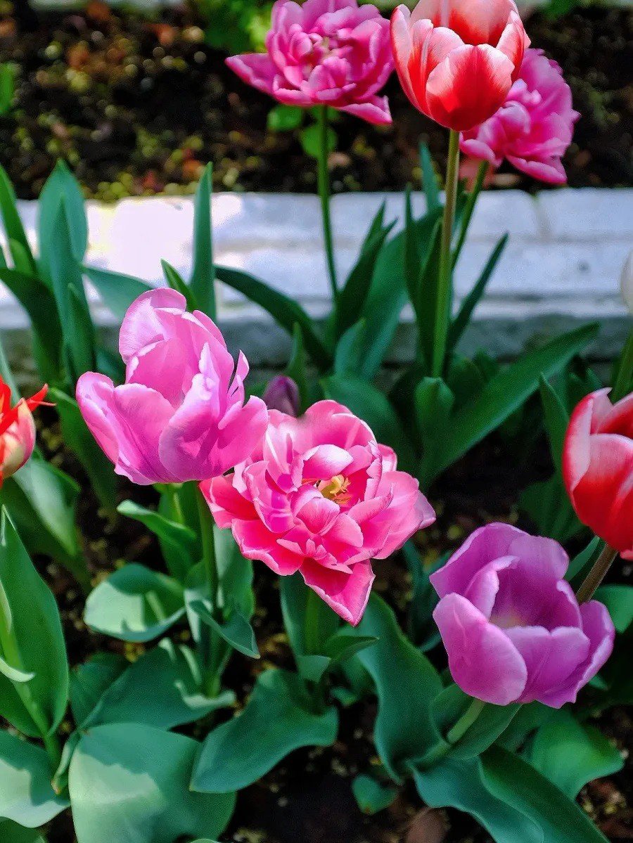 Cây Hoa Tulip Tại Vườn Tphcm