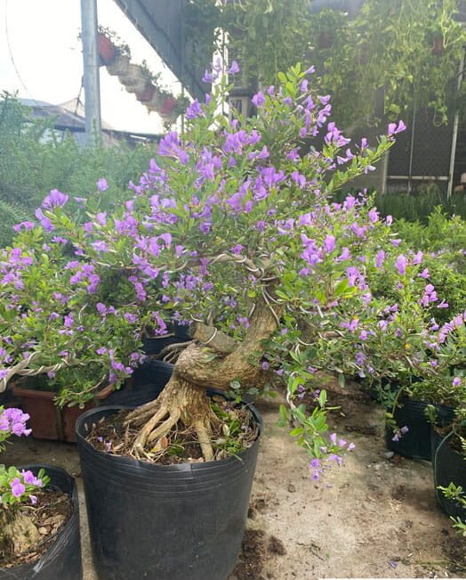 Cây Linh Sam Bonsai Hoa Tím Tại Tphcm