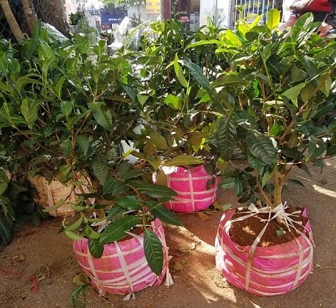 Cây Trà Xanh Gốc Lớn Tại Vườn Tphcm