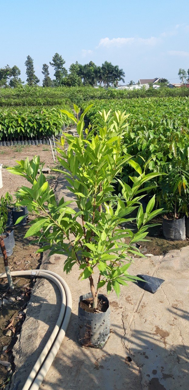 Cây Vối Nếp Uống Trà Cao 1m5 Tại Tphcm