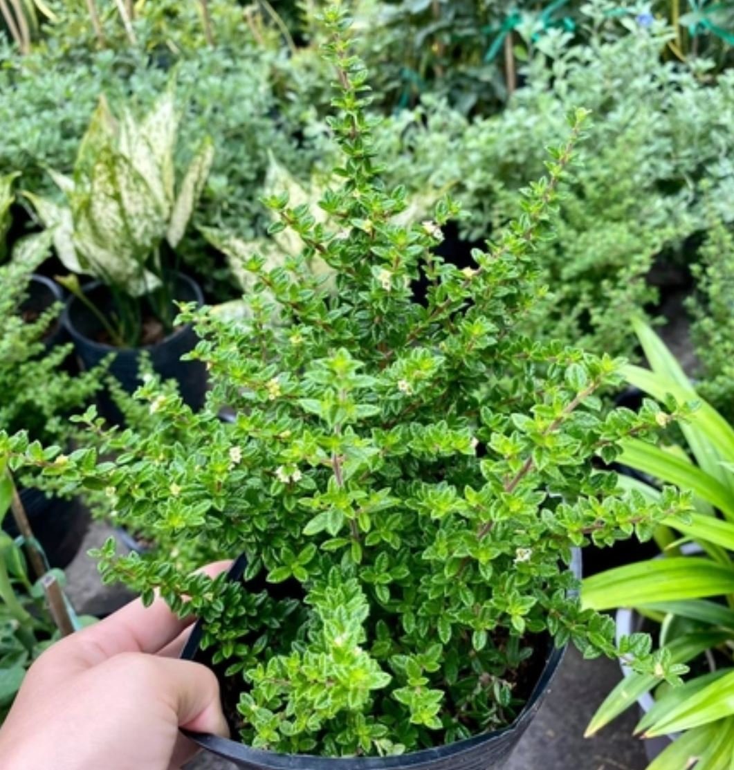 Cây Hàm Hương Thơm Tại Vườn Tphcm