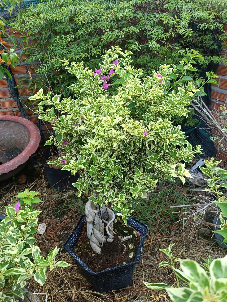 Cây Hoa Giấy Lá Cẩm Thạch Bonsai Tại Tphcm