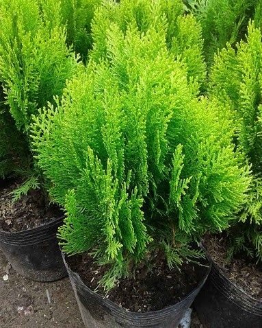 Cây Trắc Bách Diệp ( Cây Thuộc Bài ) Tại Tphcm