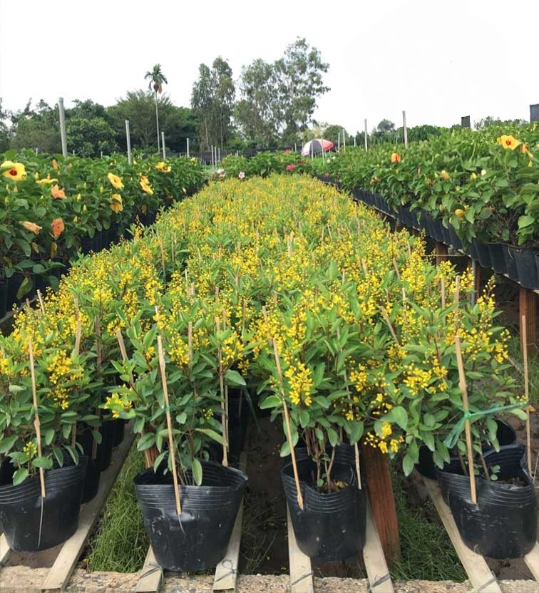 Cây Kim Đồng Hoa Vàng Giá Tốt Tại Tphcm