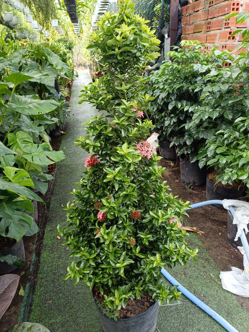 Cây Trang Hồng Phấn Hình Tháp Cao Gần 1m