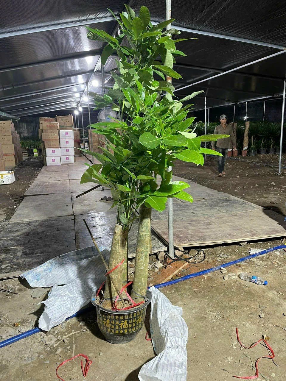 Cây Kim Ngân 3 Thân Cao 1m6 Tại Tphcm