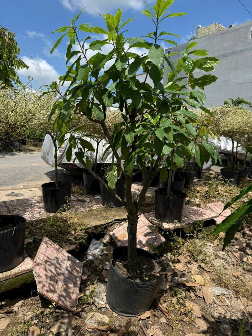 Cây Lộc Vừng Hoa Đỏ Cao 1m5 Tại Tphcm
