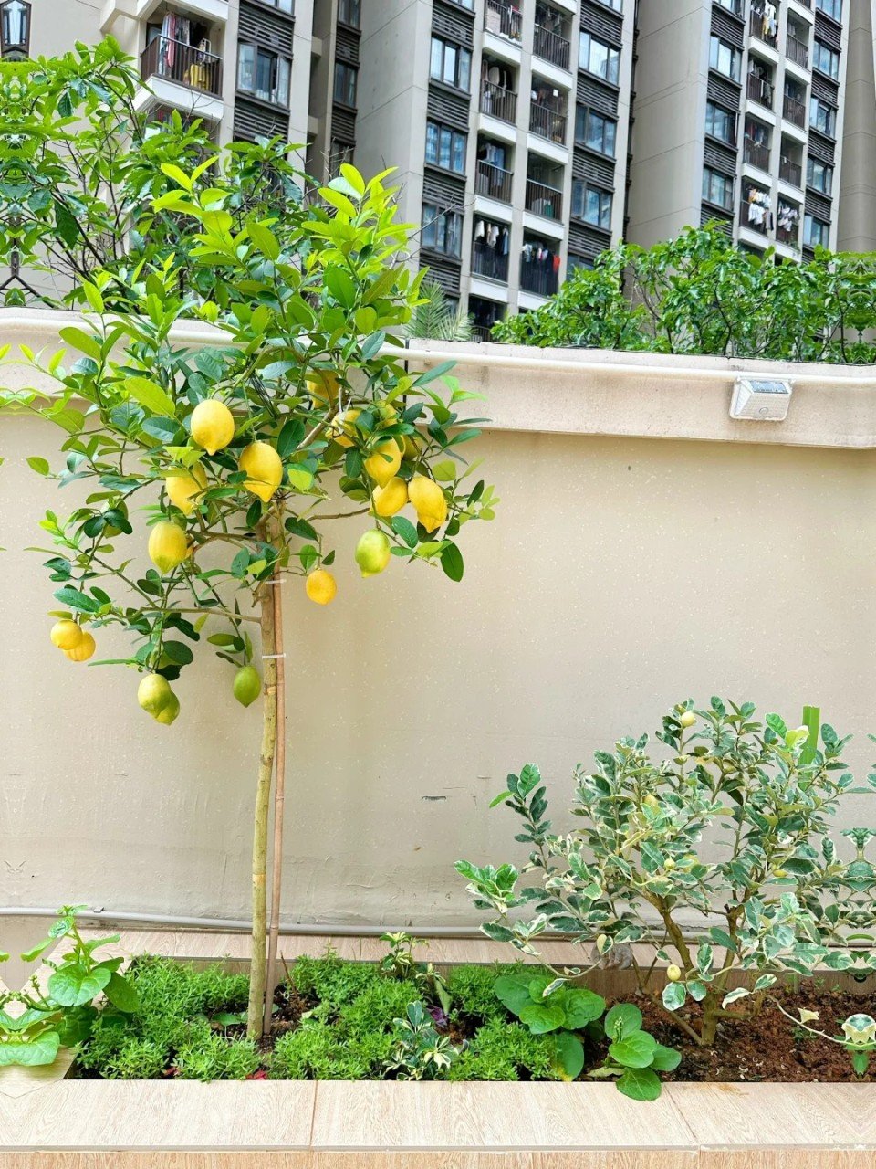 Cây Chanh Mỹ 1 Cốt cao 1m7 Tại Tphcm