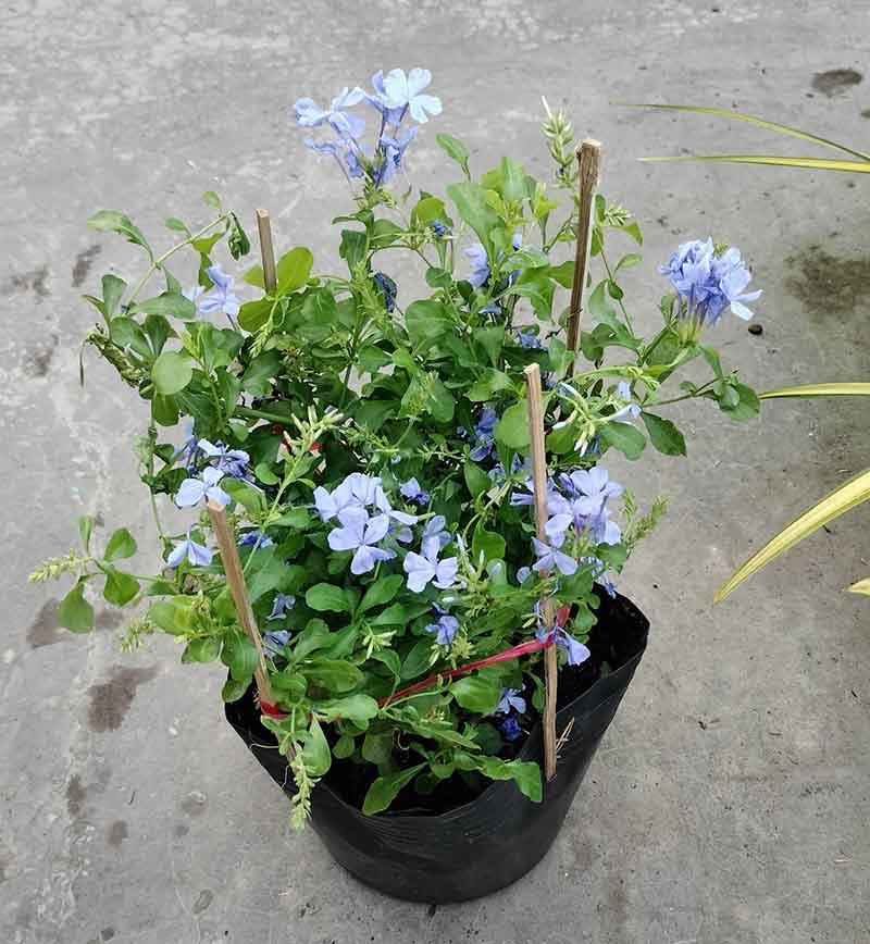 Cây Thanh Xà Hoa Tím Trồng Ban Công Tphcm