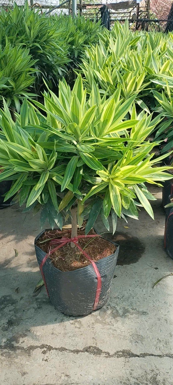 Cây Trúc Bách Hợp Hoàng Kim