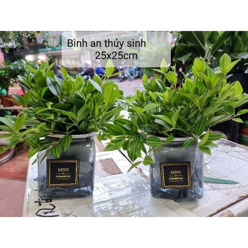Cây Bình An Thủy Sinh Giá Tốt Tại Tphcm