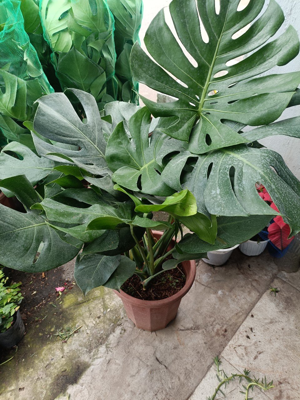 Cây Monstera 3 Thân Giá Tốt Tại Tphcm