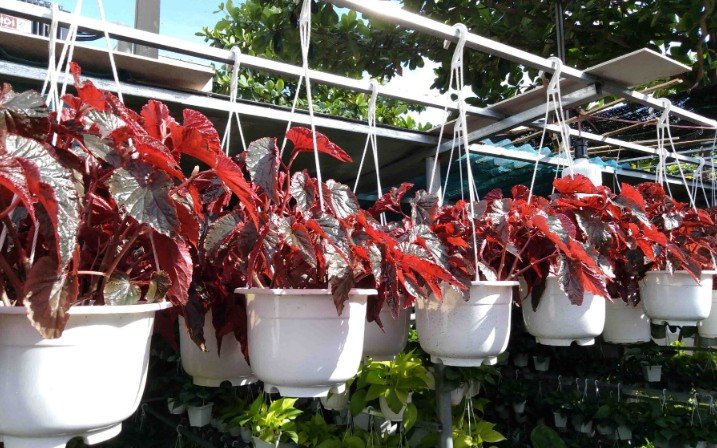 Cây Thu Hải Đường Chậu Trắng Treo Ban Công