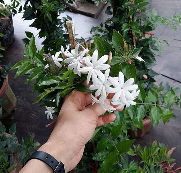 Cây Nguyệt Quế Leo Giàn Tại Tphcm