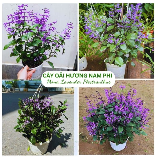 Cây Mona Lavender Chậu Treo Tại Tphcm