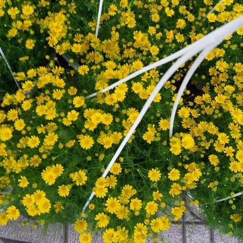 Cây Cúc Sao Băng Hoa Vàng Tươi Tại Tphcm