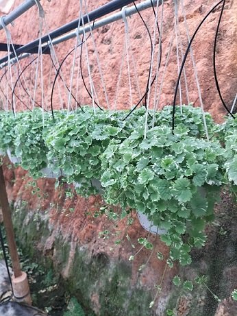 Cây Rau Má Cẩm Thạch Chậu Trắng Treo Tphcm
