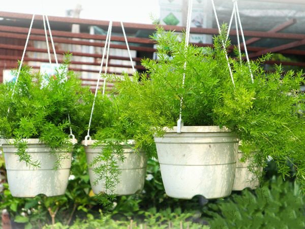 Cây Thiên Môn Đông Treo Tại Tphcm