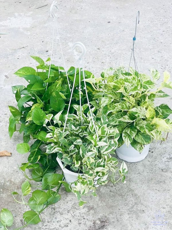 Trầu Bà Cẩm Thạch Treo Lọc Không Khí Ở Tphcm