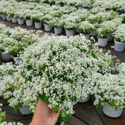 Cây Hoa Tuyết Cầu Treo Ban Công Tphcm