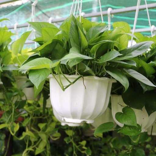 Cây Trầu Bà Thái Xanh Treo Ban Công Tphcm