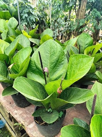 Cây Thần Tài Thái Lan Giá Tốt Tại Tphcm