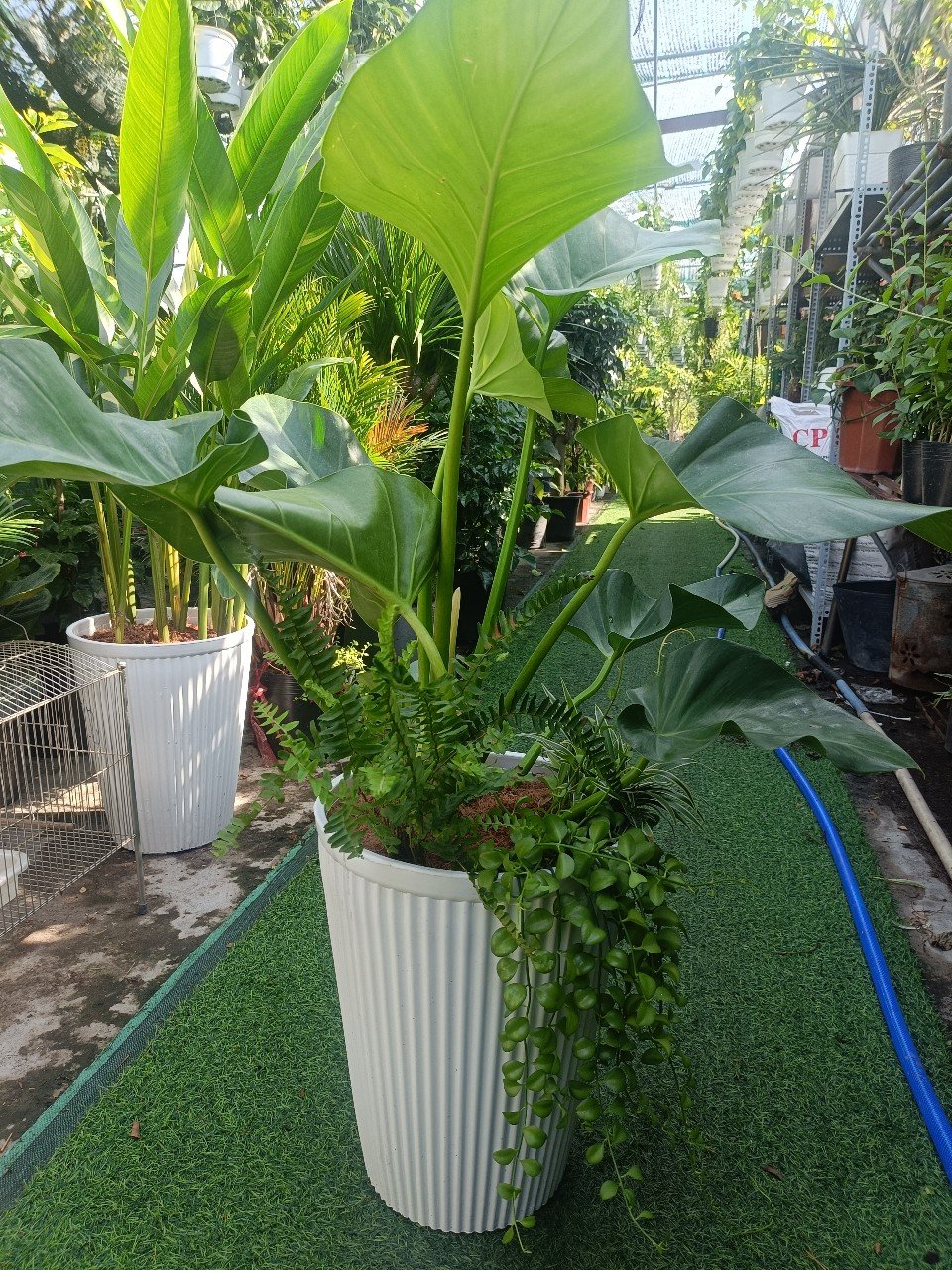 Đại Hoàng Phú Trồng Mix Cho Văn Phòng Tphcm