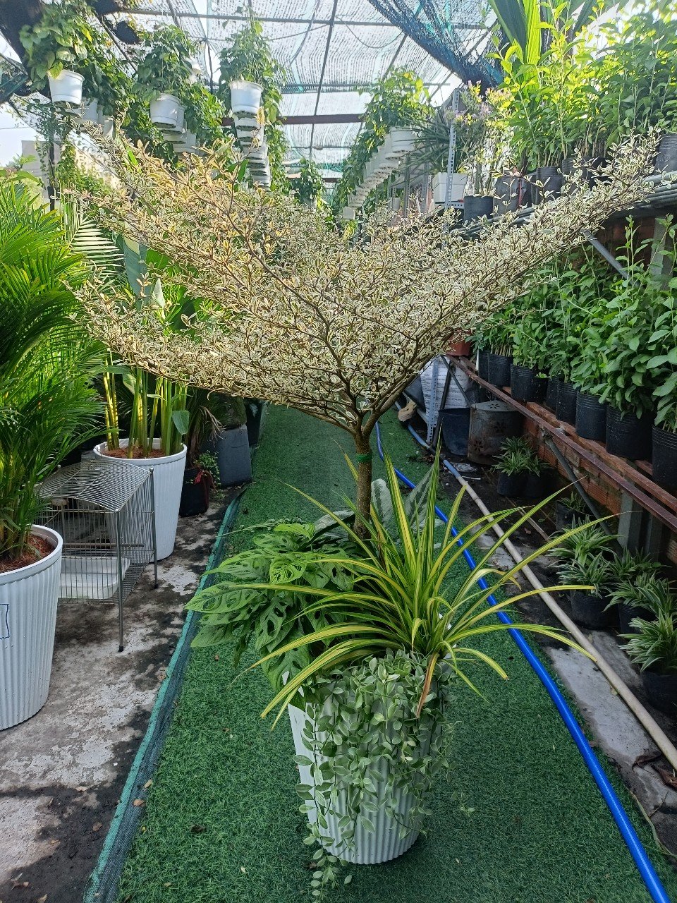 Cây Bàng Nhật Trồng Mix Giá Tốt Ở Tphcm