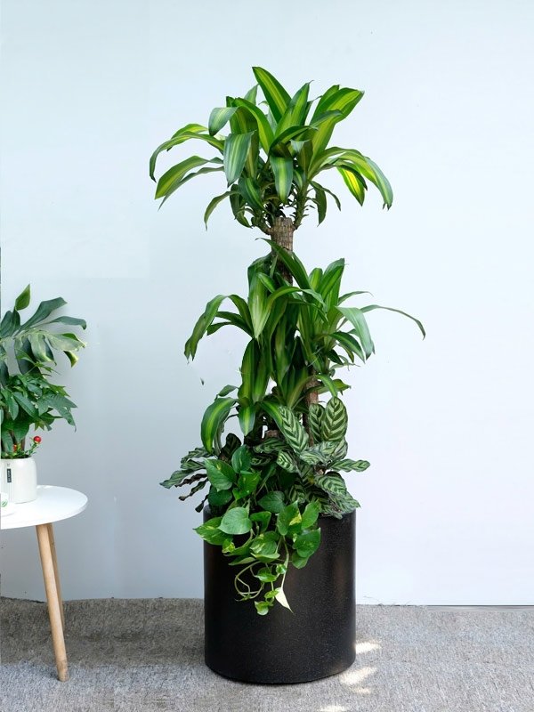 Cây Phát Tài Trồng Mix Cho Văn Phòng Ở Tphcm