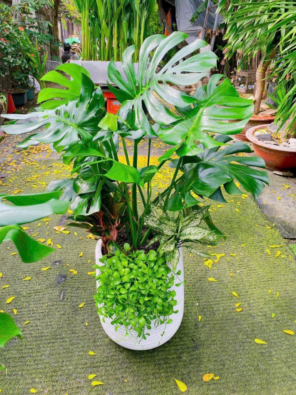 Cây Monstera Trồng Mix Cho Văn Phòng Ở Tphcm