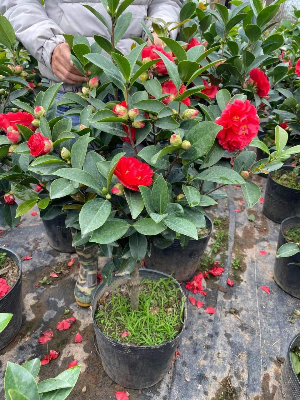 Cây Trà Mi Tứ Quý Lá Lớn Giá Tốt Tphcm