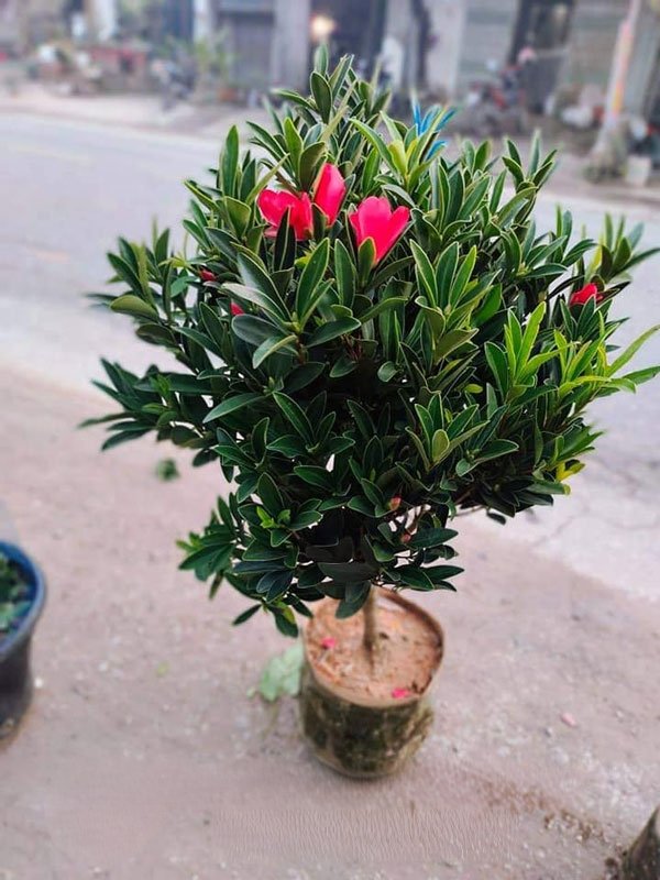 Cây Trà Mi Hoa Đơn Lá Dài Giá Tốt Tphcm