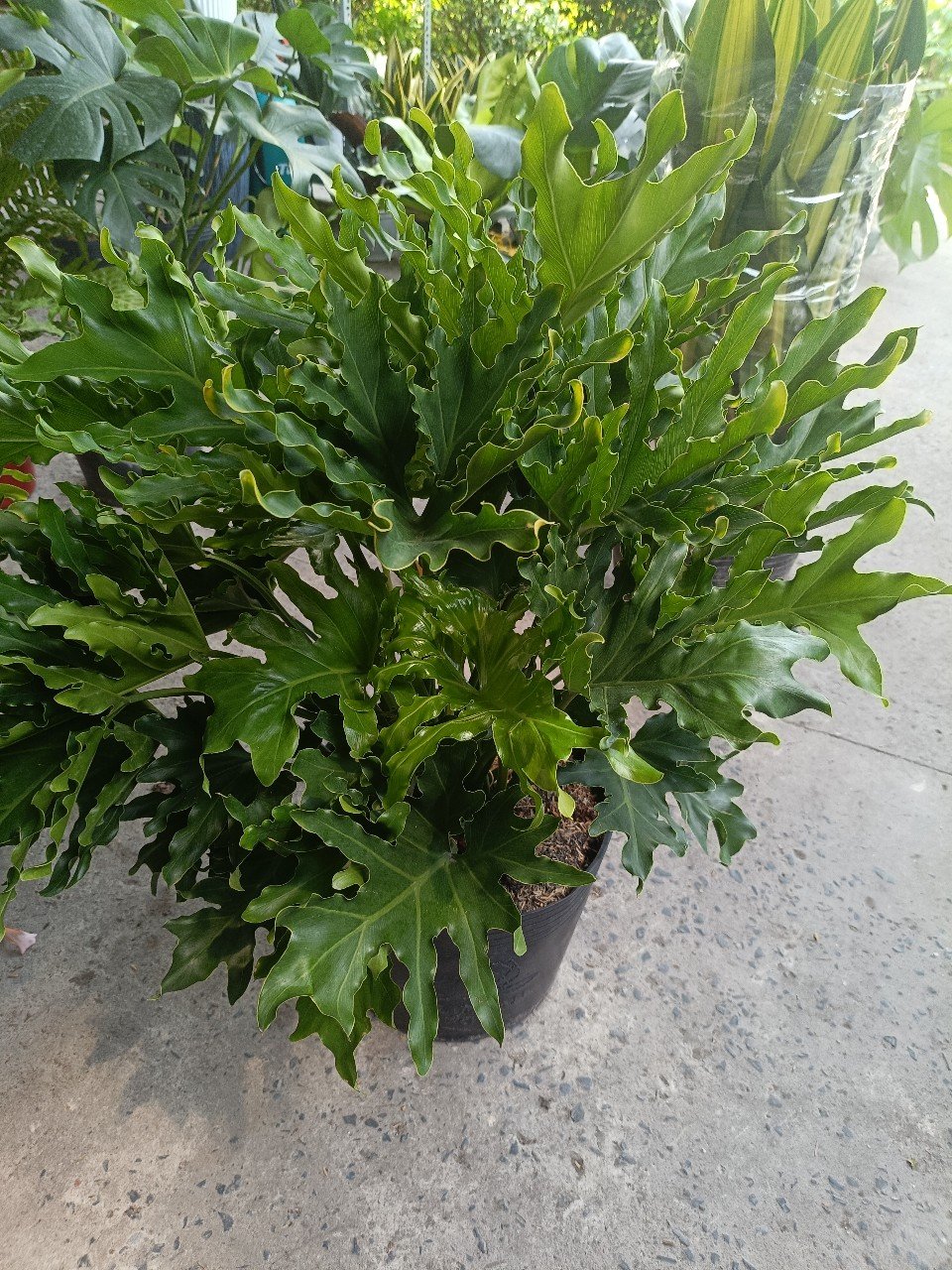 Trầu Bà Thanh Xuân Giá Tốt Ở Tphcm
