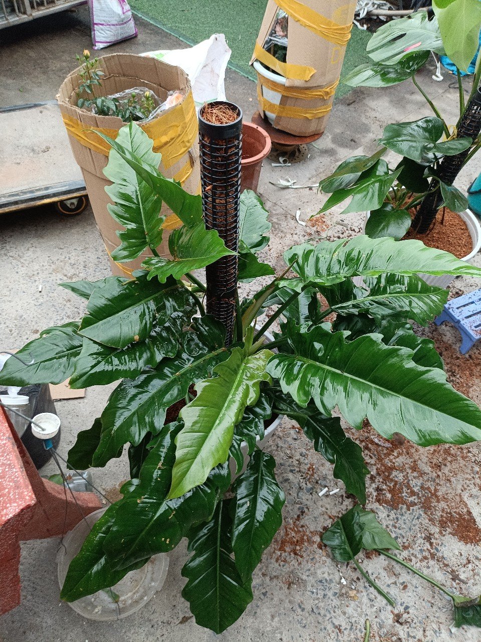 Cung Đàn Xanh Leo Trụ Đẹp Tphcm