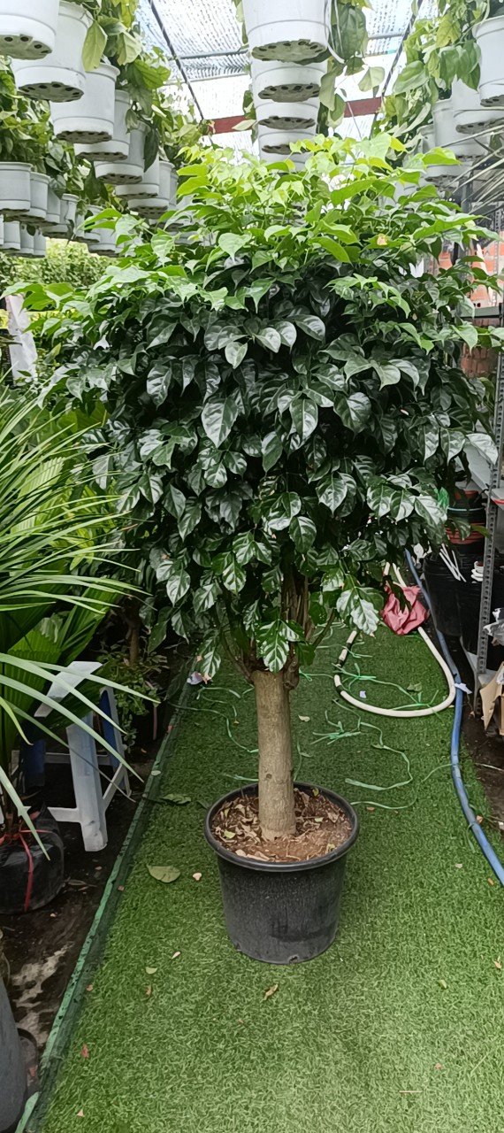 Cây Hạnh Phúc Thoát Thân Cao 1m5 Tphcm