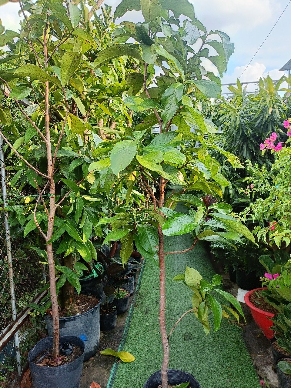 Cây Mận Điều Đỏ Miền Tây Cao 2m Ở Tphcm