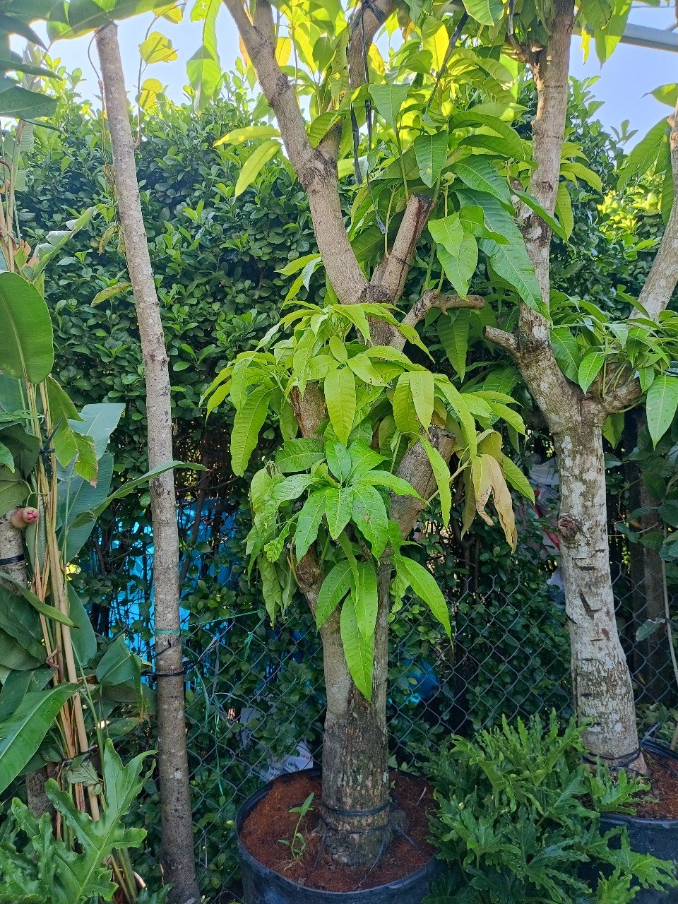 Cây Xoài Cát Hòa Lộc Lớn Cao 2m5 Tphcm