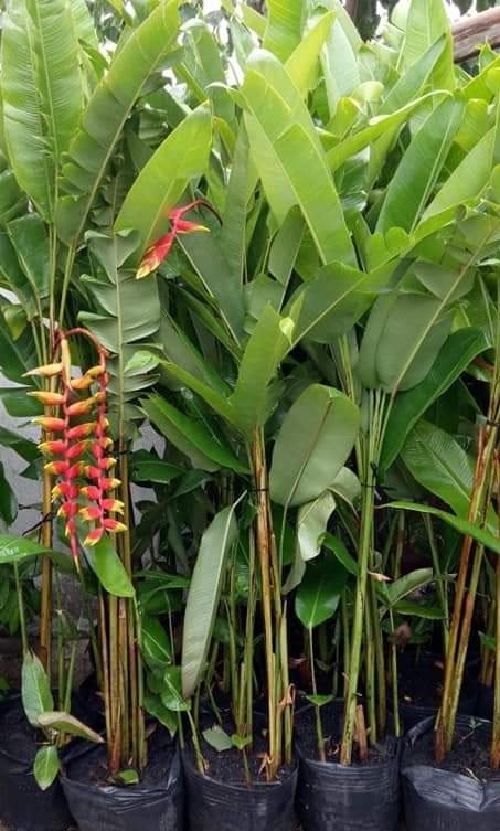 Cây Chuối Pháo Cao 1m6 Giá Tốt Tphcm