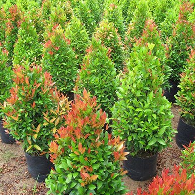 Cây Hồng Lộc Tàn Thông Cao 1m Tphcm
