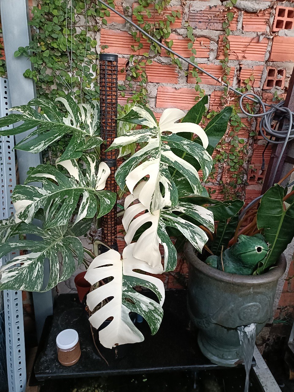 Cây Monstera Albo zen đẹp tphcm