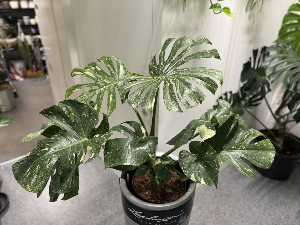 Cây Monstera Thai Constellation Giá Siêu Rẻ tphcm